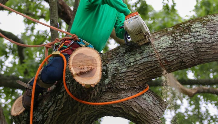 tree trimming pueblo