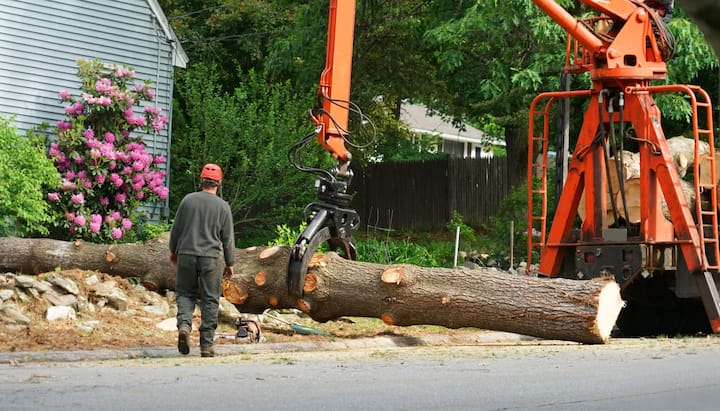 tree service pueblo