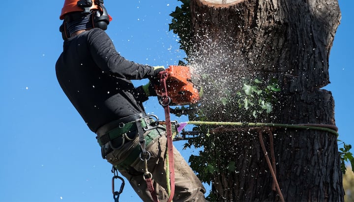 tree service pueblo